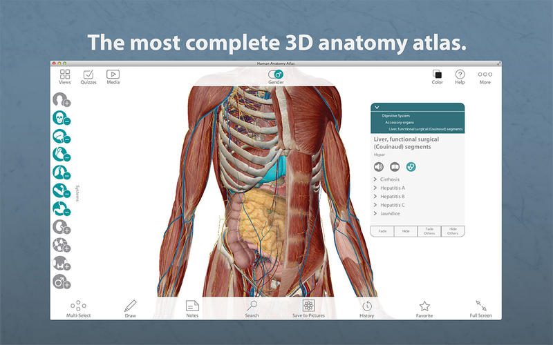 Visible Body Human Anatomy Atlas 2019 Fr Torrent