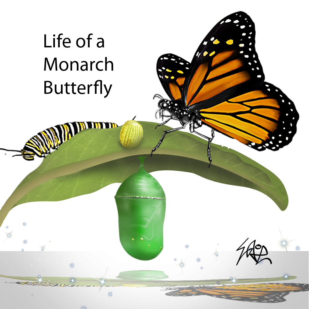 Life of a Monarch Butterfly