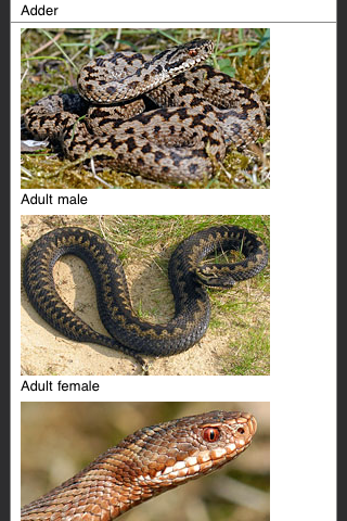British Herps - Reptiles and Amphibians of the British Isles free app screenshot 4