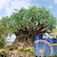 Disney's Animal Kingdom InPark Assistant