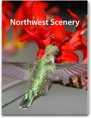 Northwest Scenery LOGO-APP點子