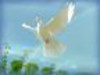 Recover in Christ Ministries