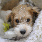 Welcome Home New Puppy!