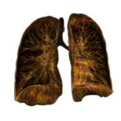 ChestAnatomy