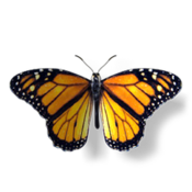 Monarch: The Butterfly King