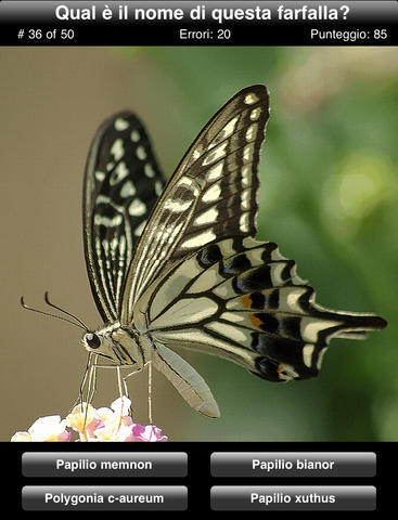Butterfly Quiz for iPad screenshot 3