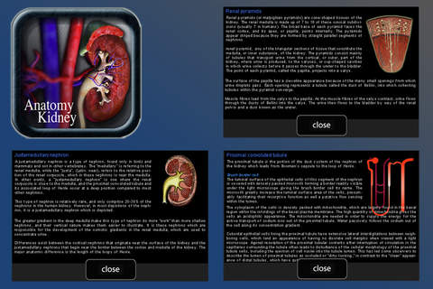Anatomy Kidney v2 screenshot 4