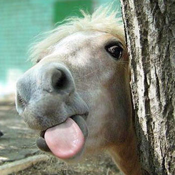 Horse Jokes - Best, cool and funny jokes! LOGO-APP點子