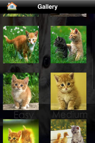 Kitten & Cat Puzzles screenshot 2