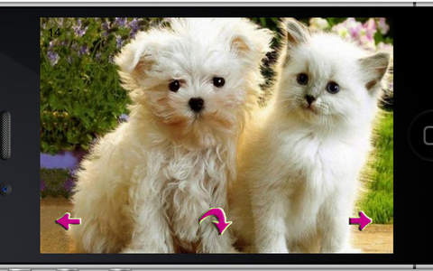 Puppy & Kitten inLove screenshot 2