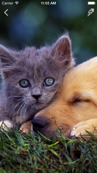 Dogs and Cats HD Backgrounds
