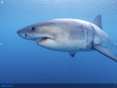 【免費教育App】Great white shark – Awesome photo collection of a great shark type-APP點子