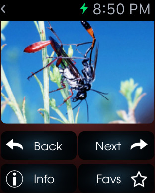 【免費教育App】Insects Encyclopedia-HD-APP點子