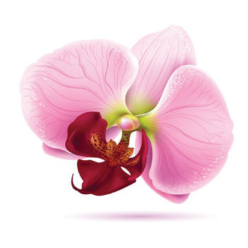 Orchid-1 LOGO-APP點子