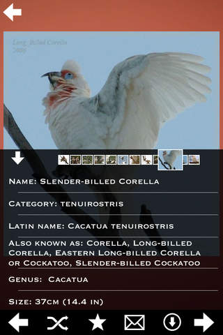 Parrots Encyclopedia screenshot 2