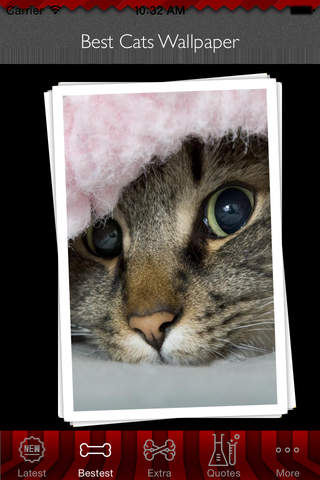 Best Cat Art Wallpapers HD: Cats Theme Artworks Collection screenshot 4