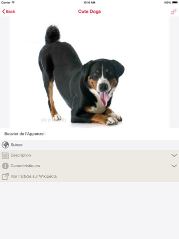 免費下載攝影APP|Cute dogs – List of Dog Breeds app開箱文|APP開箱王