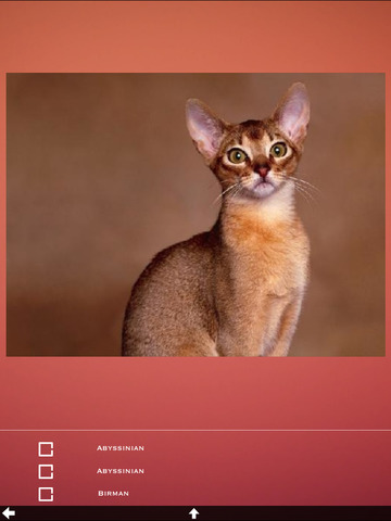 免費下載娛樂APP|Cats Discovery Pro app開箱文|APP開箱王