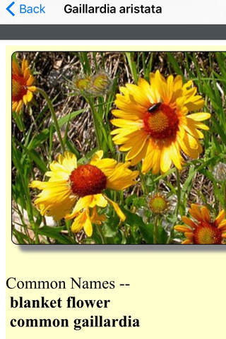 South Carolina Wildflowers screenshot 3