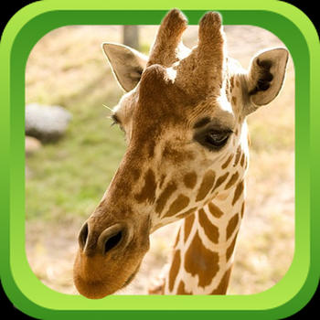 Wild Animal Games & Sounds - Teach Learn & Play 遊戲 App LOGO-APP開箱王