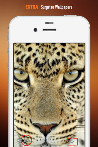 Cheetah Wallpapers HD screenshot 3
