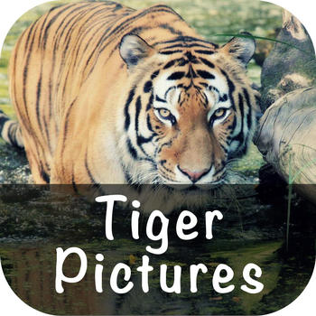 Tiger Pictures LOGO-APP點子