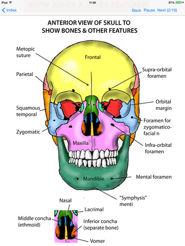 【免費醫療App】Anatomy Lectures Head and Neck-APP點子