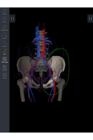 IB Pelvis - 3D Detailed Anatomy screenshot 3