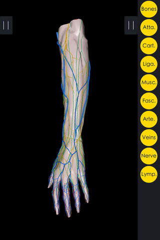 IB Up. Limb - 3D Detailed Anatomy screenshot 4