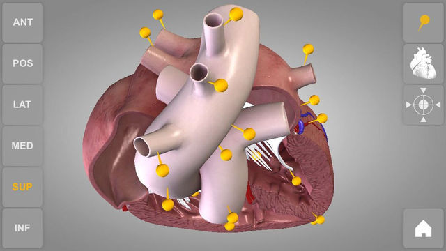 Heart - 3D Atlas of Anatomy Lite