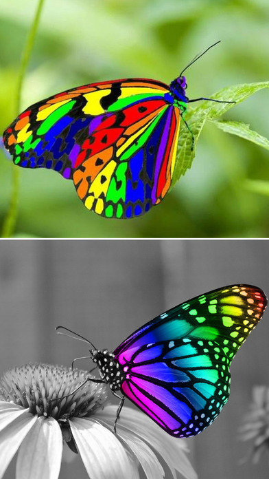 Rainbow Butterfly Wallpapers screenshot 2