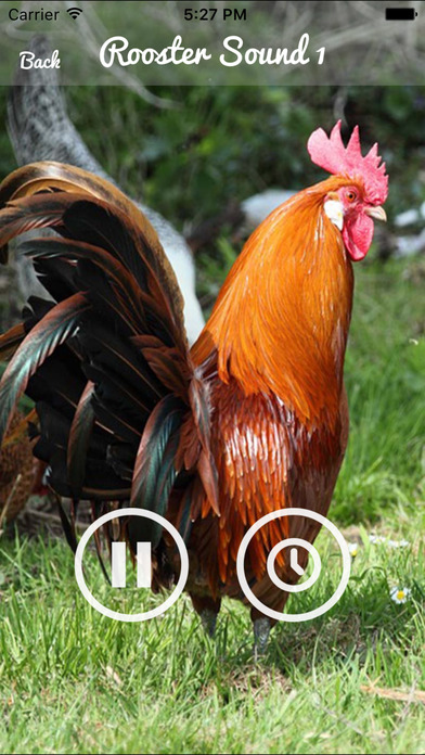 Rooster Sound – Rooster Crowing Sound screenshot 3