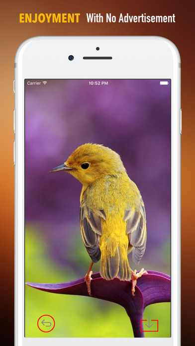 Goldfinch Wallpapers HD- Quotes and Art screenshot 2