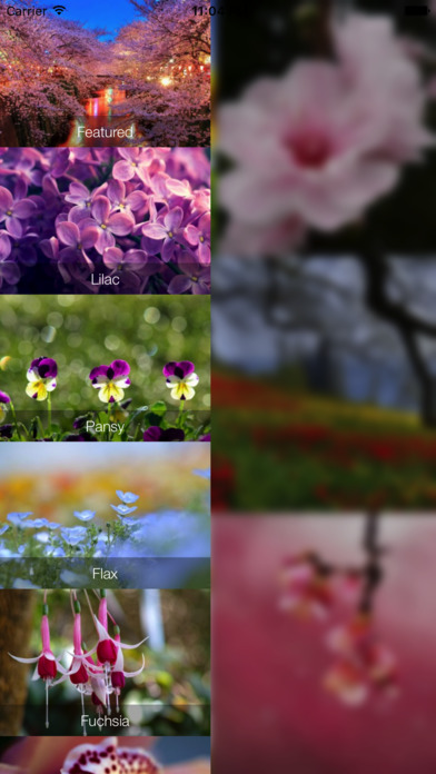 Flower Wallpapers - Best Flower Wallpapers HD screenshot 2