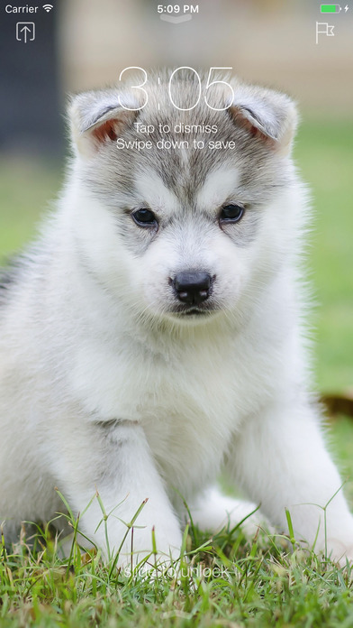Husky Dog Wallpapers Pro - Best Dog Breed Ever screenshot 2