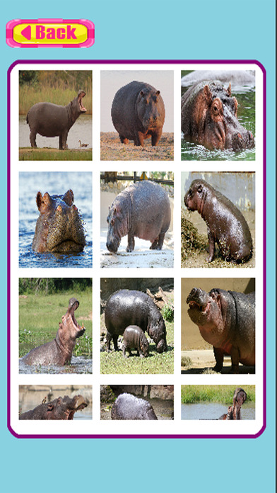 Jigsaw Puzzles Hippopotamus Learning Version screenshot 2