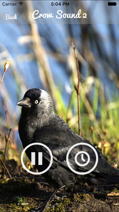 Crow Sounds – Crow Call Sound screenshot 3