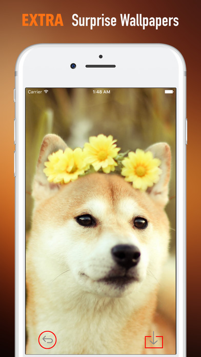 Shiba Inu Wallpapers HD-Quotes and Art Pictures screenshot 3