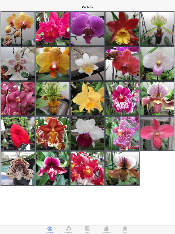 best orchid album