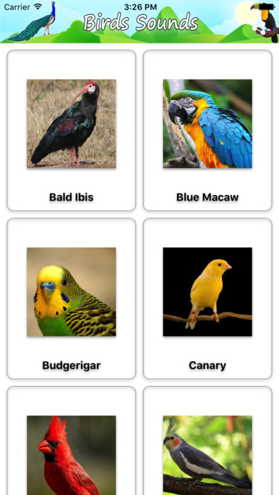 Birds Sounds and Music screenshot 2