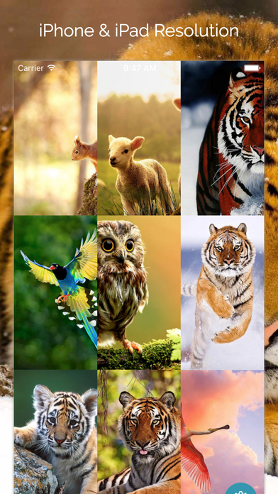 Animal Wallpapers Collection - Full HD screenshot 2