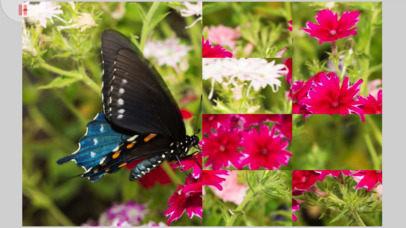 Tile Puzzle Butterflies screenshot 3