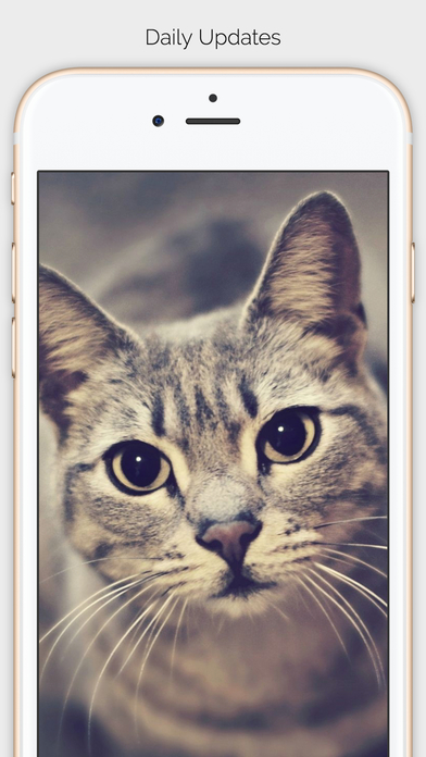 Cats Wallpapers & Pictures Free HD screenshot 3