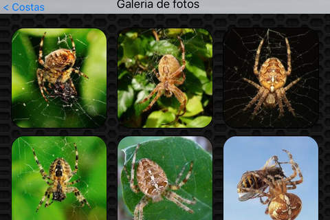 Spider Photos & Video Galleries FREE screenshot 4