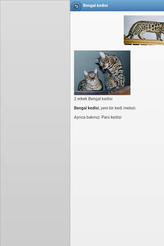 Directory of cat breeds screenshot 3