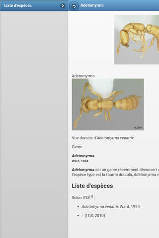 Directory of ants screenshot 4