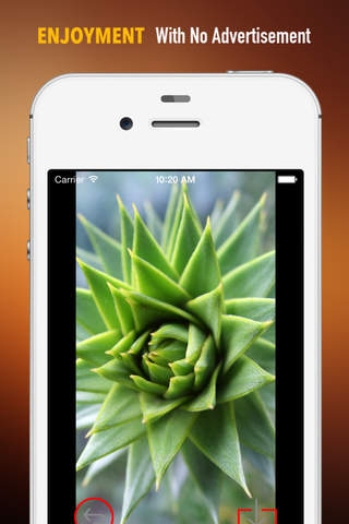 Succulent Plants Wallpapers HD: Quotes Backgrounds with Art Pictures screenshot 2