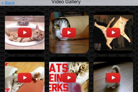 Cat Video and Photo Galleries FREE screenshot 2