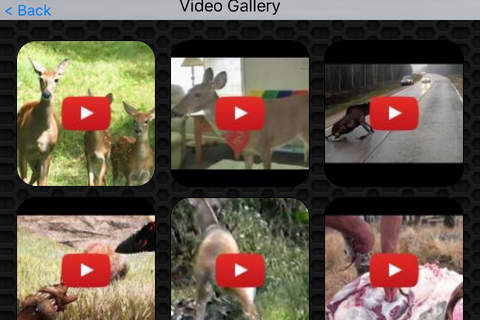 Deer Video and Photo Galleries FREE screenshot 2