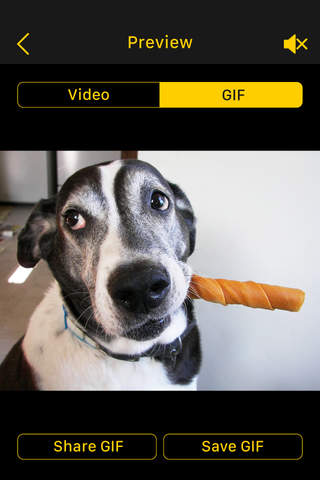 Live 2 GIF PRO - Convert Live Photo to Animated GIF Image & Video screenshot 3